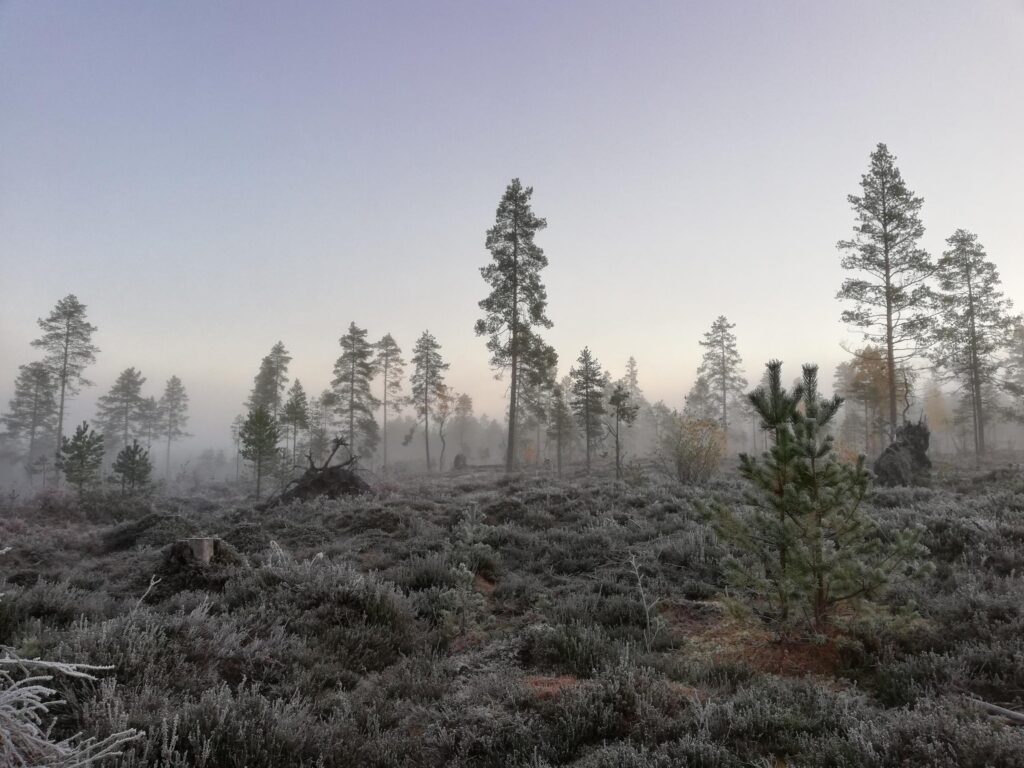 syksy saapuu Järviseudulle joka vuosi ja muistuttaa meitä siitä, että harrastaminen voi olla myös hiljaista, luonnonläheistä ja yhteisöllistä.