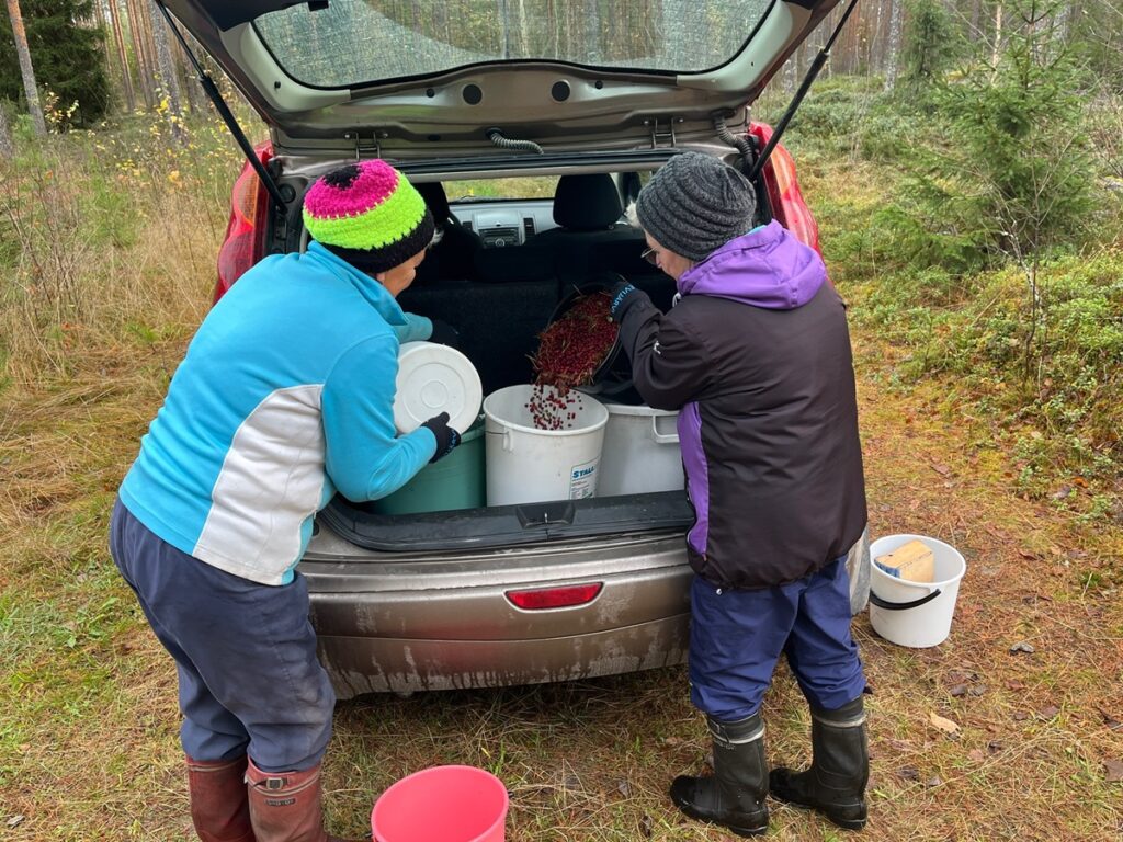 Päivän puolukkasaalista tuodaan autolle.