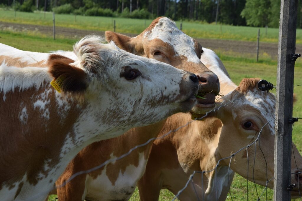 Karjakerho palkitsi tilallisia syysjuhlassaan. Arkistokuva: Suvi Hosionaho.