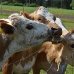 Karjakerho palkitsi järviseutulaisia Karjakerho palkitsi tilallisia syysjuhlassaan. Arkistokuva: Suvi Hosionaho.