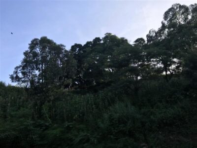 Vuosimiljoonia sitten Järviseudulla on ollut subtrooppinen ilmasto kuten kuvan Itä-Afrikan metsässä.