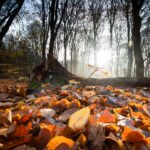 Marraskuun ensimmäinen viikko alkaa koko maassa selvästi tavanomaista lämpimämpänä.