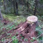 Jorma Uimosen pihapiirissä kaatunut vanha kuusi herätteli miettimään juuria ja ihmisyyttä.