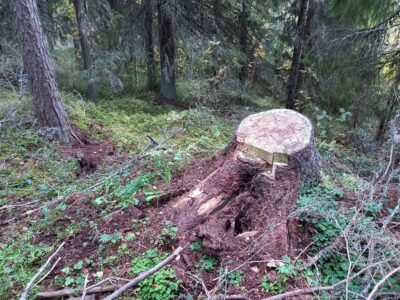 Jorma Uimosen pihapiirissä kaatunut vanha kuusi herätteli miettimään juuria ja ihmisyyttä.