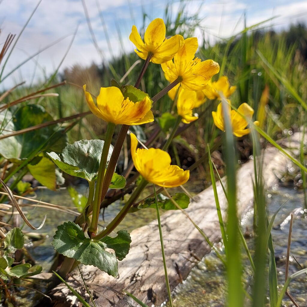 Tiedätkö mikä on Suomen kansalliskukka? Kuvan kukka se ei ole.
