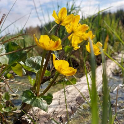 Tiedätkö mikä on Suomen kansalliskukka? Kuvan kukka se ei ole.