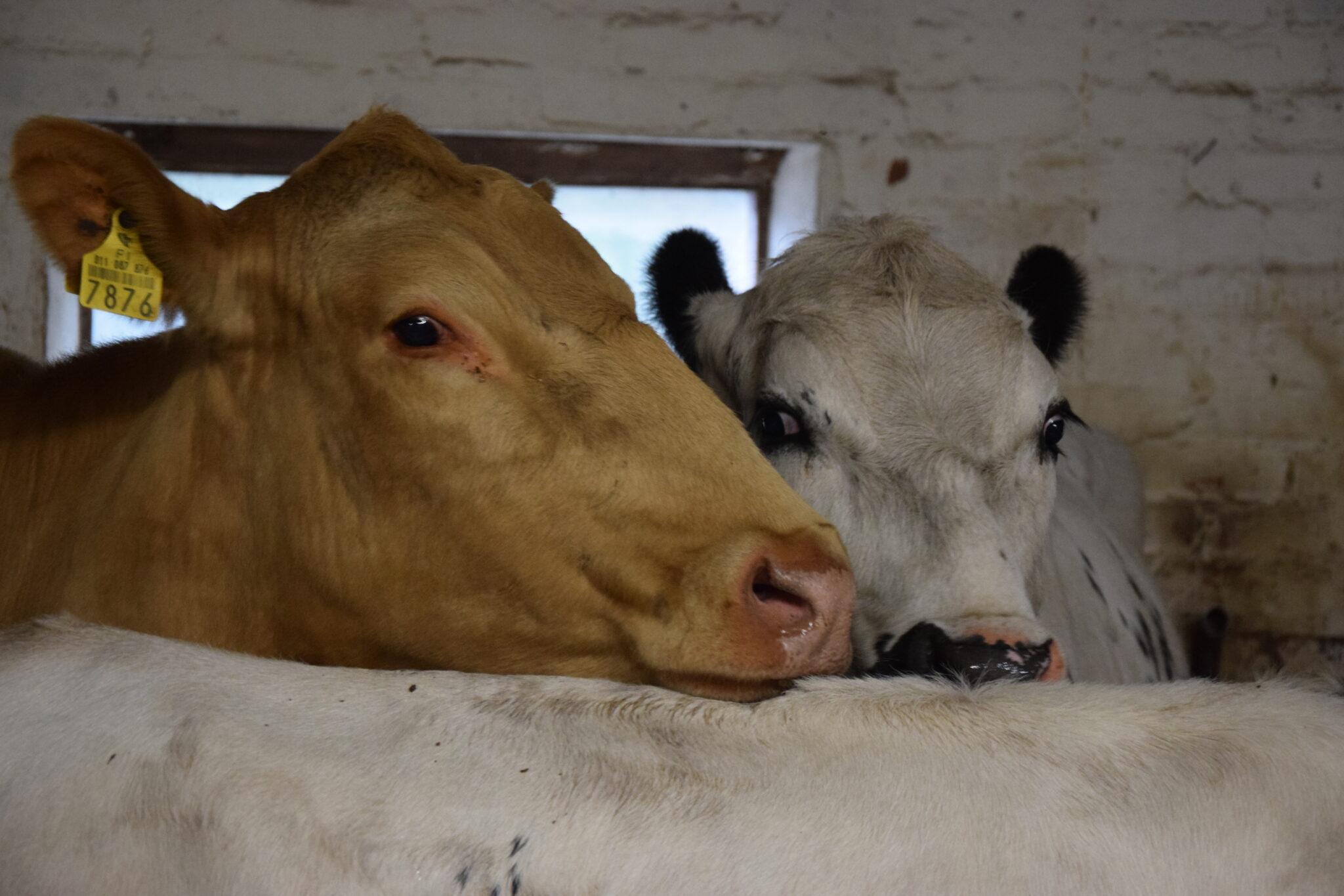 MELA uudistaa palveluitaan. Samalla nimikkeet vaihtuvat. Kuvituskuva.