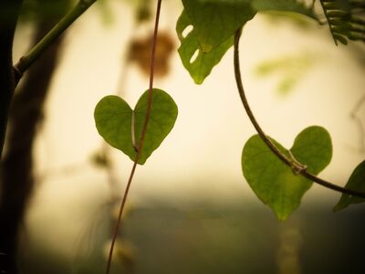 Elämä on ihmisen parasta aikaa, muistuttaa Heikki Salmela Karhuahon kaiuissa. Kuva: Freepik.