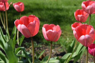 Ylihärmässä käynnistyy yhteisöllinen Pappilan puutarha -hanke. Kuvituskuva: Freepik.
