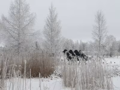 voisiko Lapuan, Kauhavan, Lappajärven, Evijärven, Vimpelin ja Alajärven alueella yhdistävä tekijä olla Erämys eri vivahteissaan? Kuvituskuva: Anu Rinne.