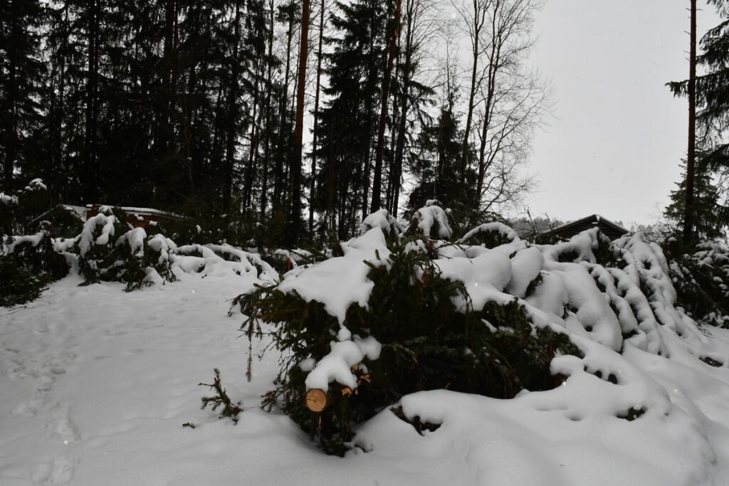 Lauttamuksen pihapiirissä on ympäriinsä kaatuneita ja kaadettuja puita.