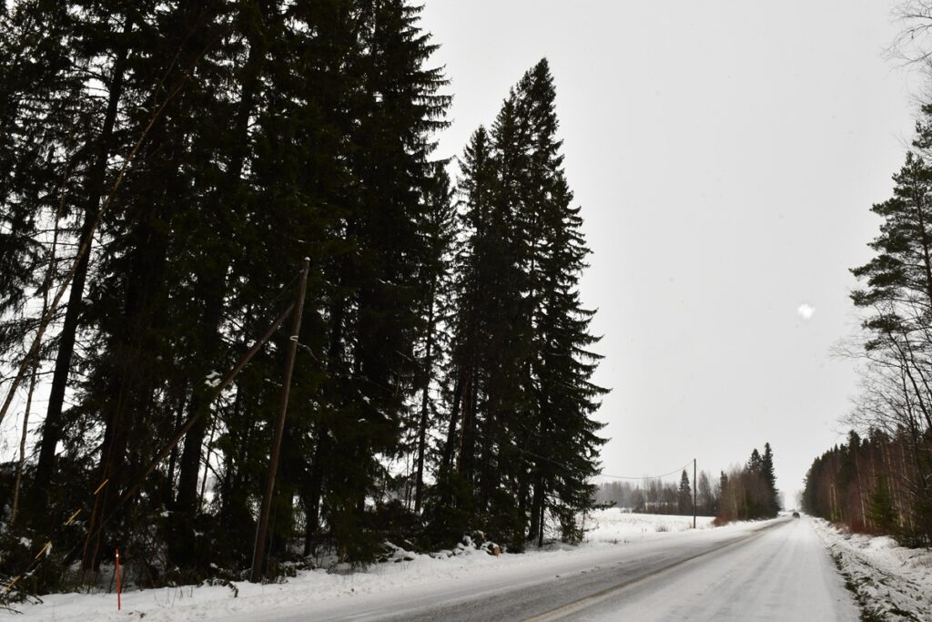 Metsikössä on tietä kohti kallellaan pari suurta kuusta, jotka voivat rysähtää tielle.