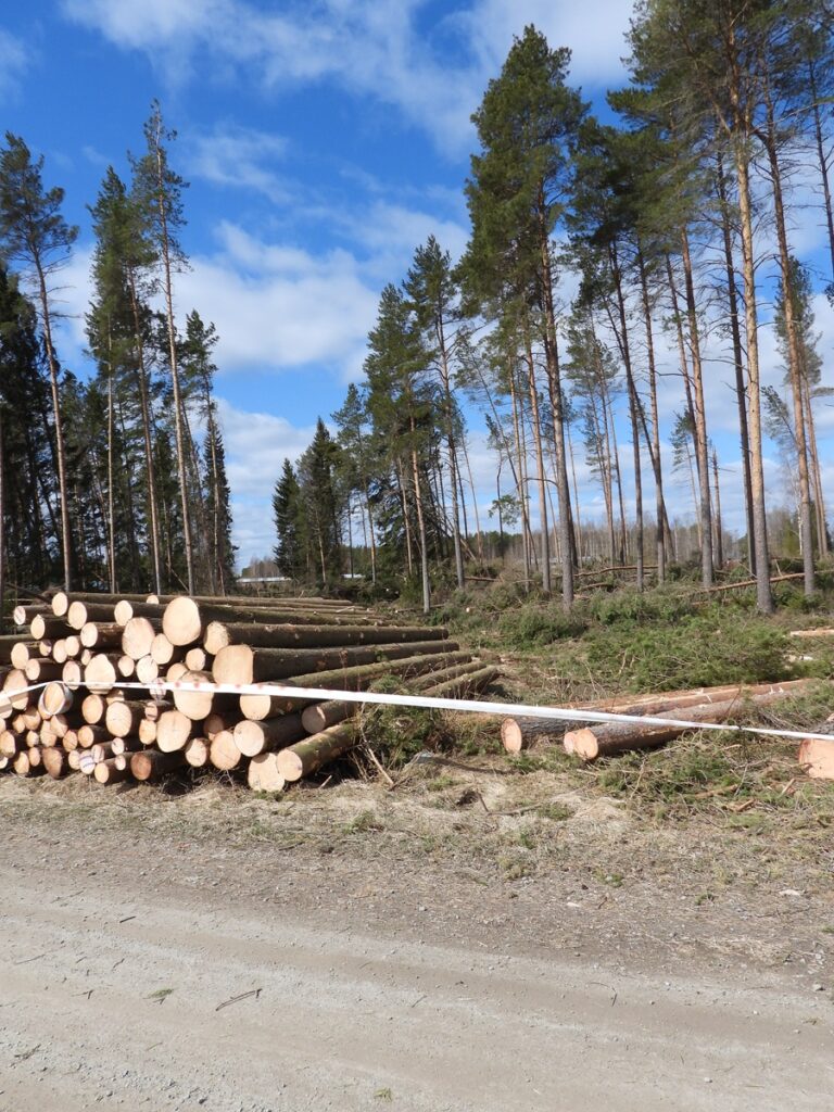 Raivattuja myrskytuhoja Evijärvellä.