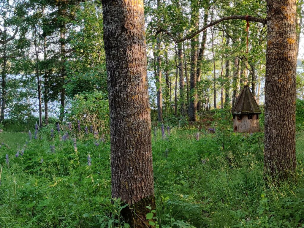 Kesäsaaressa on ollut aikoinaan hevosten kesäniitty ja ampumaratakin.