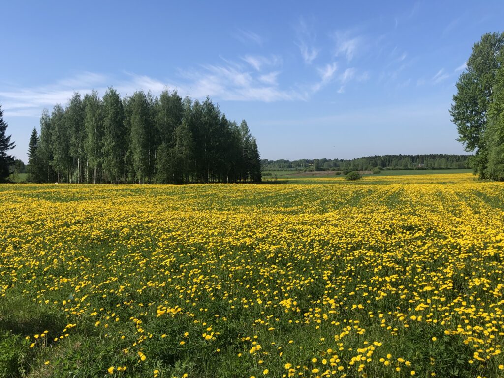 Voikukkapelto