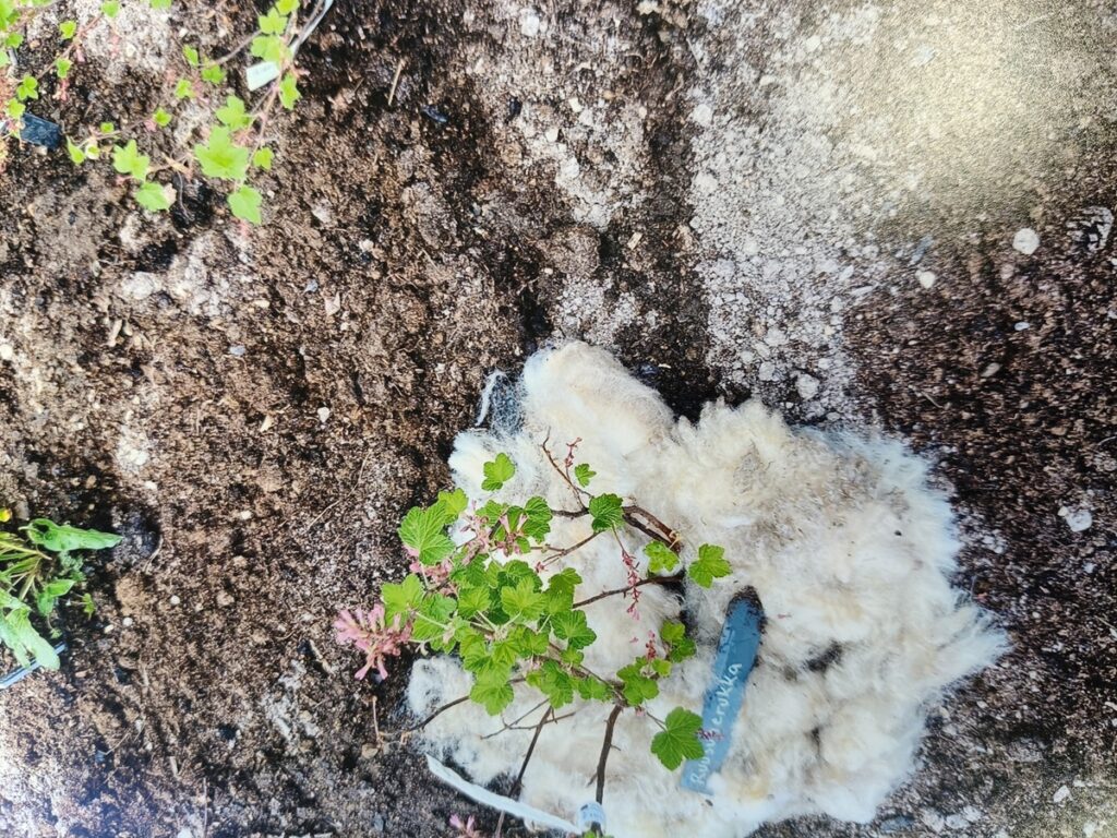 Lampaanvilla on mainio kate vaikka ruusuherukalle, periaatteessa ja käytännössä. Käytännössä se voi kahvinporojen tapaan kuulua mustarastaan suosikkilistalle. Villasta innostuva rastas voi pelmauttaa tämänkin kasan pitkin pihaa.