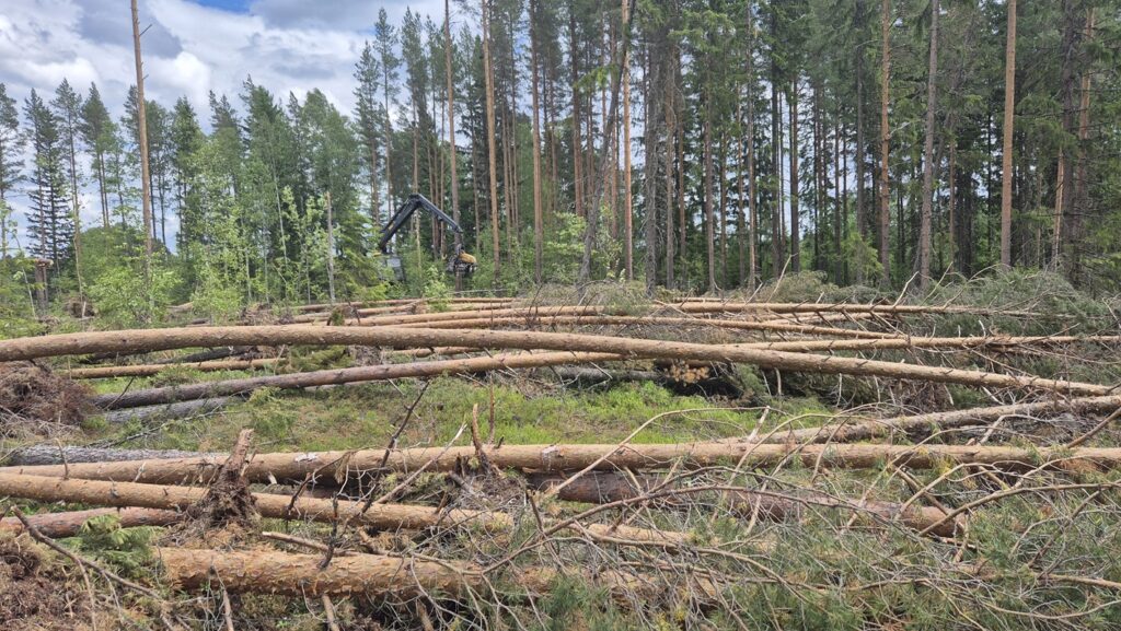 Siinä sitä on Hanneksen jälkeä selvitettävänä. Kuva on otettu 5. kesäkuuta Vimpelin Särkijärven tien tuntumissa. Kuva: Henna Kivinummi.
