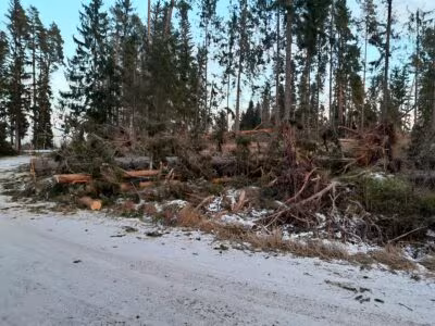 Hannes-myrsky oli lopullinen niitti Arkkuvainion alueen metsätuhoille, jonka jälkeen loputkin puut oli kaadettava.