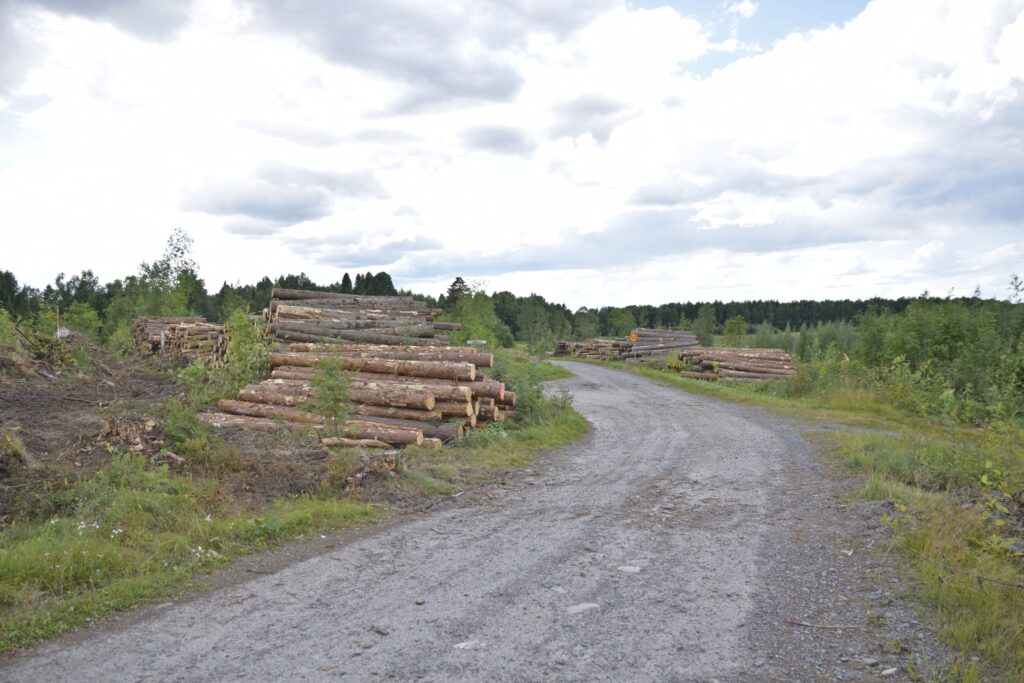 Arkkuvainio