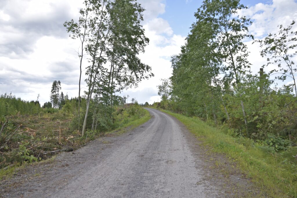 Arkkuvainio