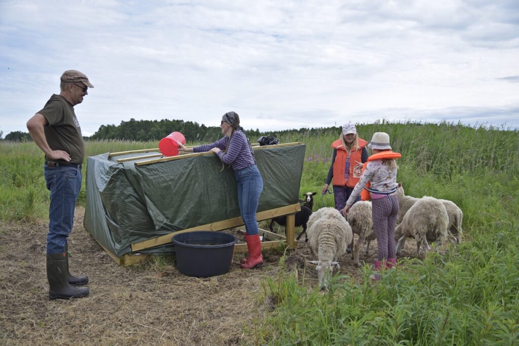 Väliaikaissuojan ympärillä on nähtävissä lampaiden maisemointityön tulokset. Pekka ja Marjaana Hinkan lapset Hilma ja Lilja auttavat lampaiden hoidossa.