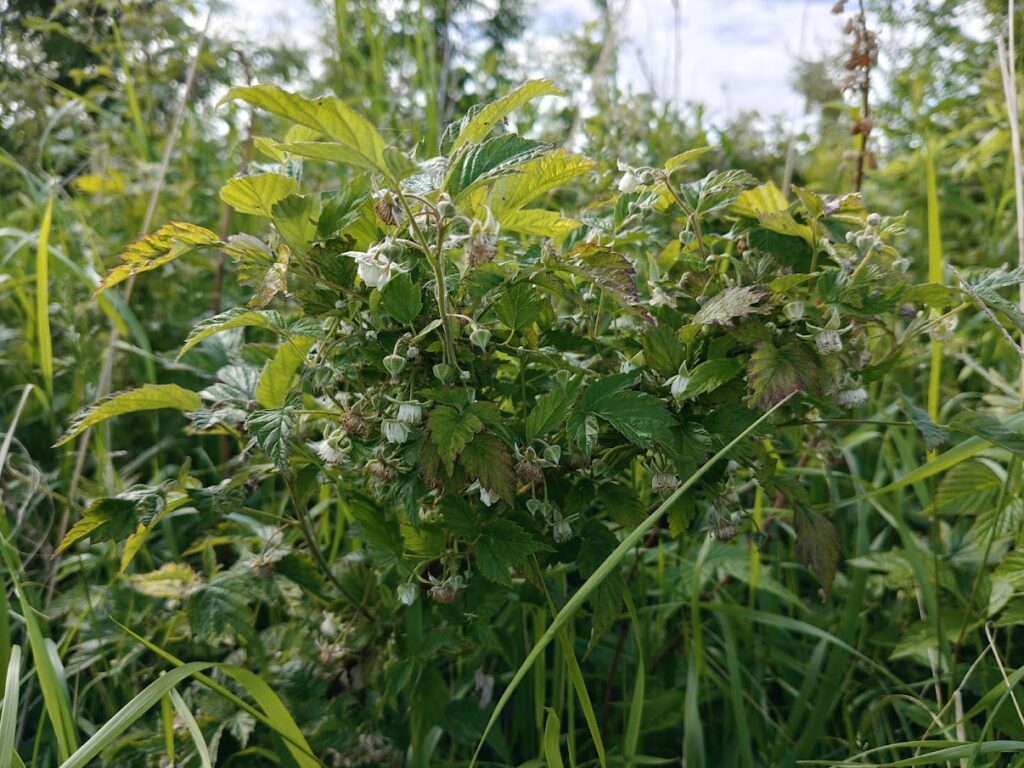 Vadelma kukkii tänä kesänä erityisen runsaasti.