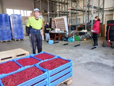 Väiski Nygård, 89, toi punnittavaksi puolukkaa 102 kiloa ja 680 grammaa. –Metsässä liikkuminen pitää mukavasti yllä kuntoa, Nygård tuumii.