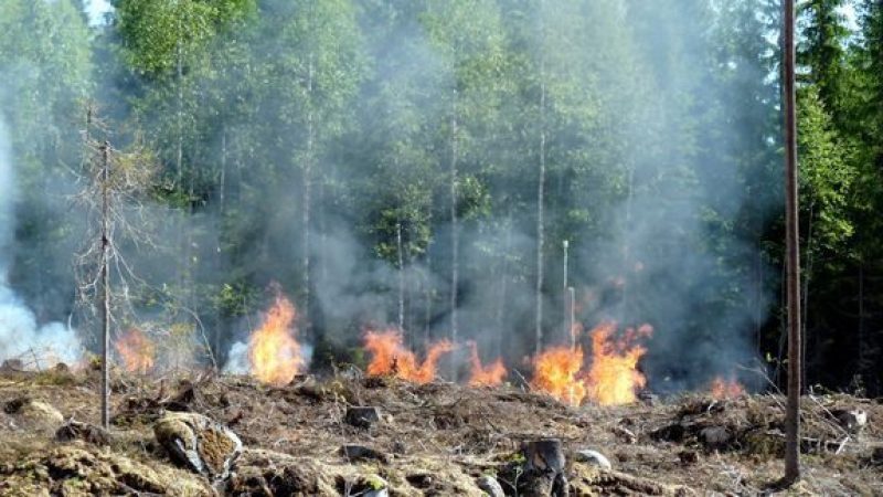 Ilmatieteen laitos varoittaa kuivuuden aiheuttamasta korkeasta metsäpaloriskistä.