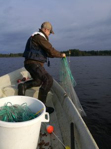 Verkkokalastusta. Kuva Marko Paloniemeltä.