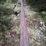 Alaj lillukkametsa 1.jpg