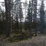 Alaj lillukkametsa 2.jpg