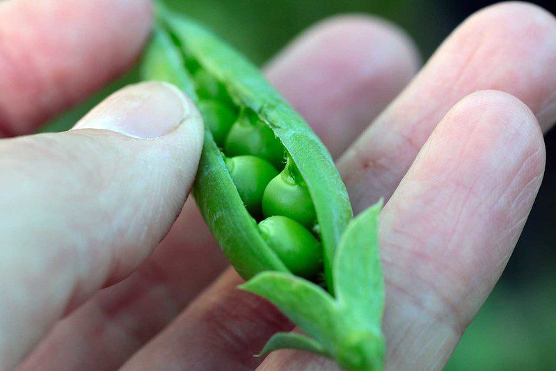 25498497128 ff8d31b3c7 c.jpg