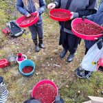 Js marjaretki saalis.jpg