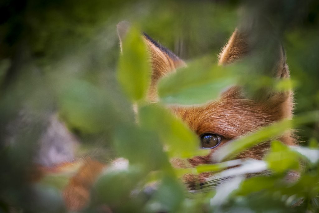 Jarno tenhunen kettu.jpg