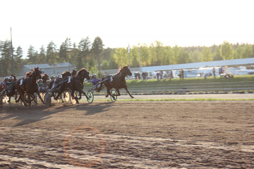 Harman ravit ennakko.jpg