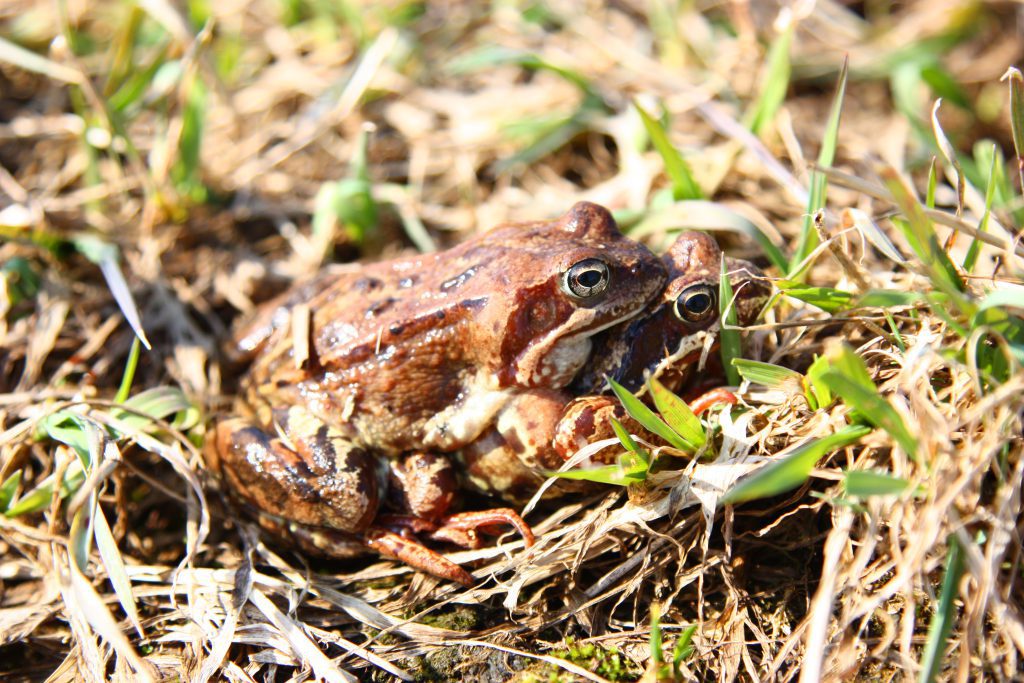 Sammakot heikkamarttilatornio.jpg