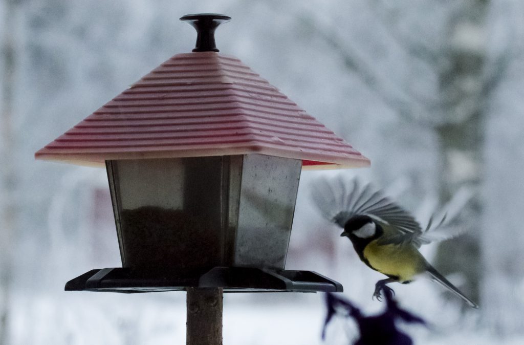 46849170481 f6d5128708 k.jpg