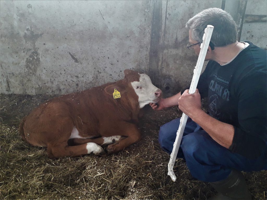 Toukokuussa syntynyt radek vasikka paasee pian laitumelle ensimmaista kertaa.jpg