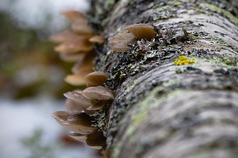 25498726848 6ebf542eef c.jpg