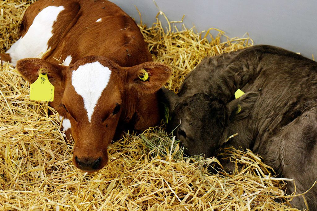 39543126152 6ba0b5d8de k.jpg